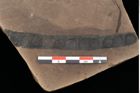 Foto (Detailansicht) von Plantae indet. (NHMW-GEO-2024-0188-0288a)